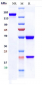 Anti-IFNg Reference Antibody (emapalumab)