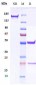 Anti-CEACAM5 / CEA / CD66e Reference Antibody (cergutuzumAb)