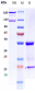 Anti-ERBB1 / EGFR / HER1 Reference Antibody (imgatuzumab)