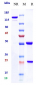Anti-PCSK9 Reference Antibody (frovocimab)
