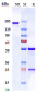 Anti-PDCD1 / PD-1 / CD279 Reference Antibody (prolgolimab)