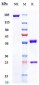 Anti-IL-20 Reference Antibody (fletikumab)