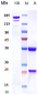 Anti-CD46 Reference Antibody (FOR46)