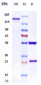 Anti-FcgR2a / CD32a Reference Antibody (VIB9600)
