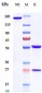 Anti-FOLR1 / FRA Reference Antibody (farletuzumab)