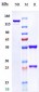 Anti-PDCD1 / PD-1 / CD279 Reference Antibody (Rulonilimab)