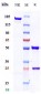 Anti-TEM1 / Endosialin / CD248 Reference Antibody (ontuxizumab)