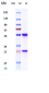 Anti-PDCD1 / PD-1 / CD279 Reference Antibody (nofazinlimab)