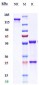 Anti-IL-9 Reference Antibody (enokizumab)