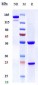Anti-ICAM1 / CD54 Reference Antibody (Enlimomab)