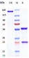 Anti-CALCA / CGRP Reference Antibody (galcanezumab)