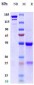 Anti-TYRO3 Reference Antibody (ELB031)