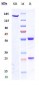 Anti-GPR20 Reference Antibody (DS-6157)