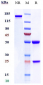 Anti-ACVR1 / ALK-2 Reference Antibody (DS-6016a)