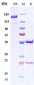 Anti-GDF8 / Myostatin Reference Antibody (domagrozumab)