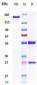 Anti-MUC16 Reference Antibody (Sofituzumab vedotin)