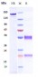 Anti-RGMC / HFE2 Reference Antibody (DISC-0974)