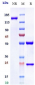 Anti-Integrin aV / ITGAV / CD51 Reference Antibody (abituzumab)