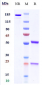 Anti-Serum Amyloid P / SAP Reference Antibody (dezamizumab)