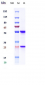 Anti-CD93 Reference Antibody (Dcby02)