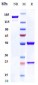 Anti-TNFSF5 / CD40L / CD154 Reference Antibody (dapirolizumab)