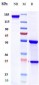 Anti-TNFRSF10B / TRAILR2 / CD262 Reference Antibody (tigatuzumab)
