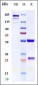 Anti-GCGR Reference Antibody (crotedumab)