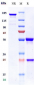 Anti-IL-6 / IFNb2 Reference Antibody (ziltivekimab)