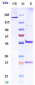 Anti-Integrin aV / ITGAV / CD51 Reference Antibody (intetumumab)