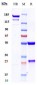 Anti-B7-H1 / PD-L1 / CD274 Reference Antibody (cosibelimab)