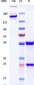 Anti-IL-2Ra / CD25 Reference Antibody (basiliximab)