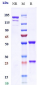 Anti-CD3 Reference Antibody (otelixizumab)