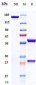 Anti-ERBB1 / EGFR / HER1 Reference Antibody (cetuximab)
