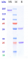 Anti-TNFRSF5 / CD40 Reference Antibody (iscalimab)