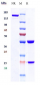 Anti-PDCD1 / PD-1 / CD279 Reference Antibody (cetrelimab)