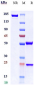 Anti-CD47 Reference Antibody (CC-90002)