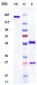 Anti-B7-H1 / PD-L1 / CD274 Reference Antibody (durvalumab)