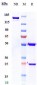 Anti-FGF23 Reference Antibody (burosumab)