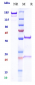 Anti-PDCD1 / PD-1 / CD279 Reference Antibody (budigalimab)