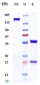 Anti-AOC3 / VAP1 Reference Antibody (timolumab)