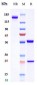 Anti-CD4 Reference Antibody (tregalizumab)