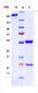 Anti-IL-10 Reference Antibody (BT-063)
