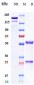 Anti-Spike RBD Reference Antibody (Romlusevimab)