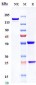 Anti-Spike RBD Reference Antibody (Amubarvimab)