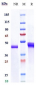 Anti-TNFSF5 / CD40L / CD154 Reference Antibody (letolizumab)