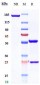 Anti-CXCR4 / CD184 Reference Antibody (ulocuplumab)