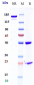 Anti-Mesothelin Reference Antibody (BMS-986148)