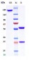 Anti-Integrin a5b1 (ITGA5 & ITGB1) Reference Antibody (volociximab)