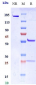Anti-LAG3 / CD223 Reference Antibody (miptenalimab)