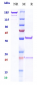 Anti-PDCD1 / PD-1 / CD279 Reference Antibody (ezabenlimab)